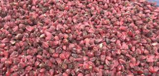 मेची भन्सार : छ महिनामा सात अर्ब १९ करोडको अलैँची निर्यात