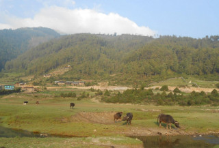 ढोरपाटन सिकार आरक्षमा ३७ हजार पर्यटक, ४७ लाख आम्दानी
