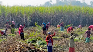 उखु किसानको करिब दुई अर्ब भुक्तानी