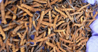 ८ महिनामा ६२ करोड ११ लाख रुपैयाँभन्दा बढीको यार्चागुम्बा निर्यात