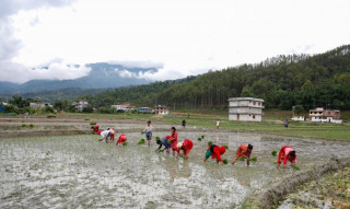 बाँकेमा ३० प्रतिशत मात्रै रोपाइँ