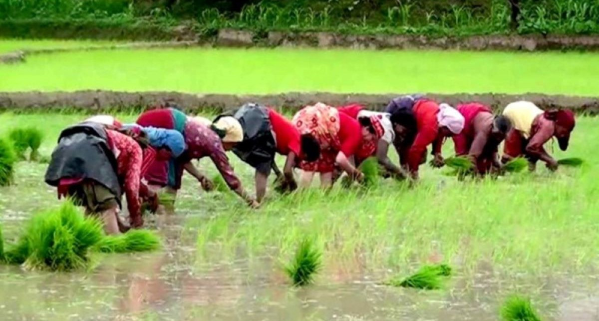 मधेश प्रदेशमा ४६ प्रतिशत मात्रै धान रोपाइँ