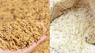 वीरगञ्ज नाका हुँदै सात महिनामा ८ अर्ब ६८ करोडकाे धान–चामल आयात