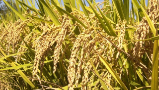 झापामा घट्दै चैते धानको क्षेत्रफल र उत्पादन