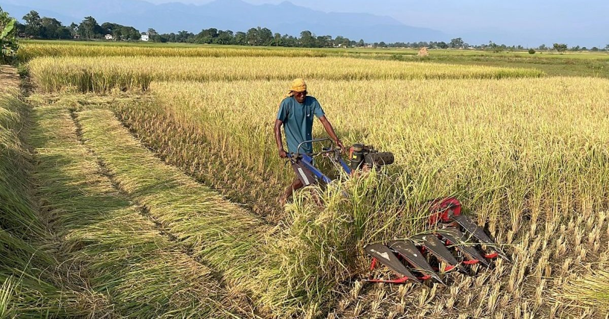 धानको उचित मूल्य नपाउँदा किसान चिन्तित