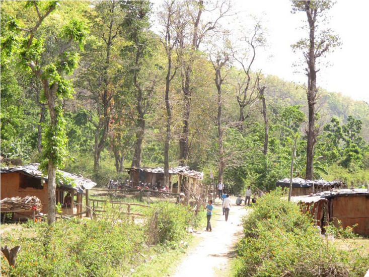 दैलेखमा ४२० हेक्टर वन क्षेत्र अतिक्रमणको चपेटामा