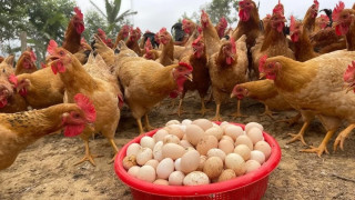 कुखुराजन्य उत्पादनको खपत बढ्न थाल्यो