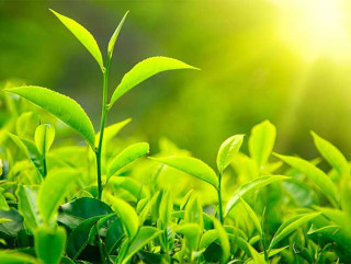 घ्याङस्वारा अग्र्यानिक चियाको मूल्य प्रतिकिलो छ हजार