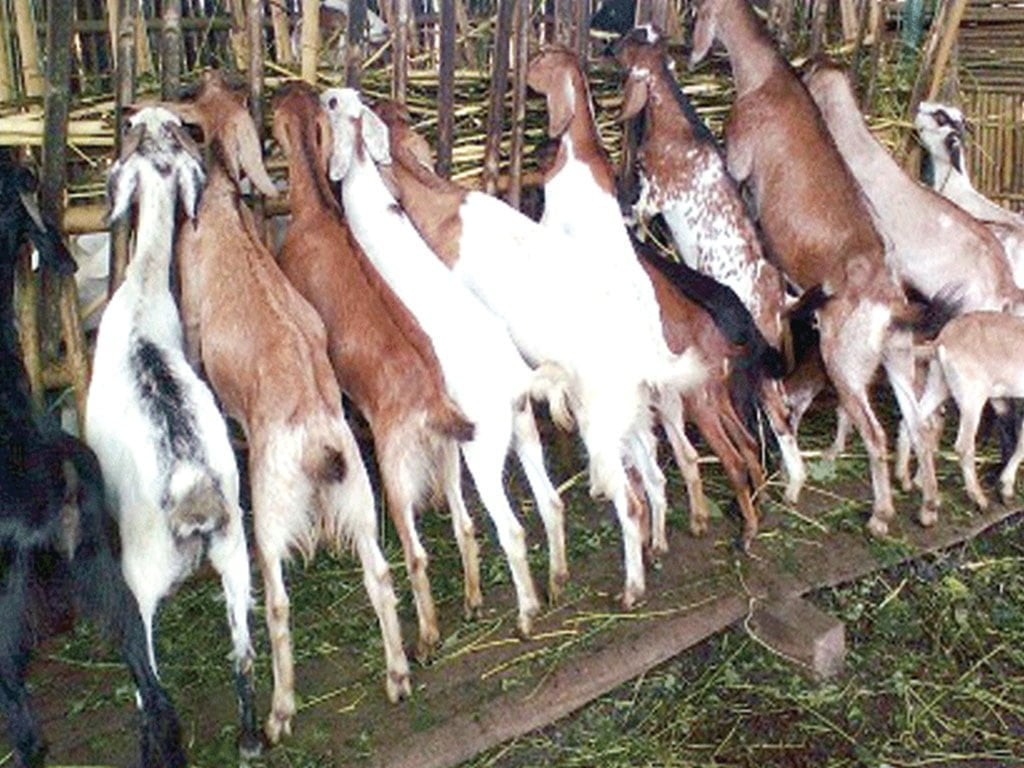 अर्घाखाँचीमा बाख्रामा पीपीआर संक्रमण