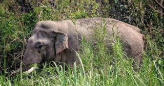 जंगली हात्ती ‘रोनाल्डो’ मृत फेला