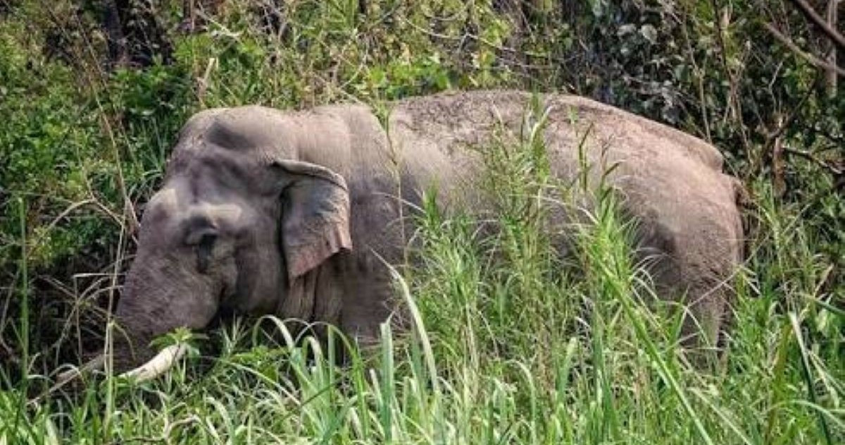 जंगली हात्ती ‘रोनाल्डो’ मृत फेला