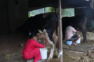 १३ वर्ष साउदीमा बिताए, फर्किएर गाईभैँसी पाल्दा महिनामै एक लाख बचत
